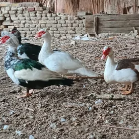 индаутка ордэк