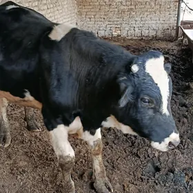 Galisdeýşin öküz