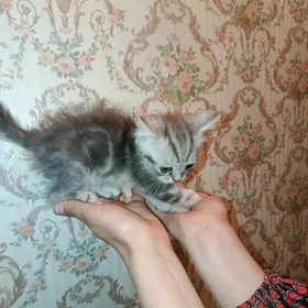 шатланка страйт