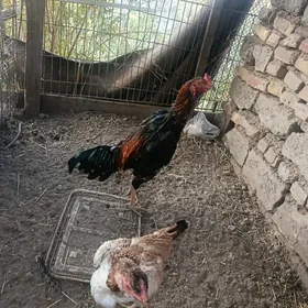 Boysok horaz bilen towuk