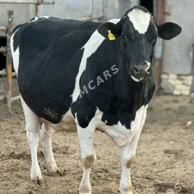 Paroda Ökuzler unacn