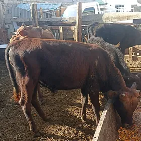 öküzçe tüwe göle öküz