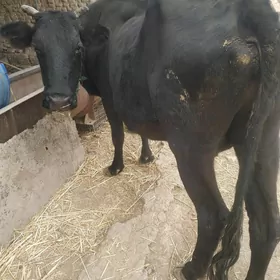 саглык.сыгыр