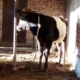 Tohum Öküz Gibrit 8 aýynda