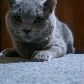 ПРОДАЮ КОТЕНКА 8 МЕСЯЦЕВ