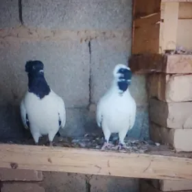 манах. кепдери