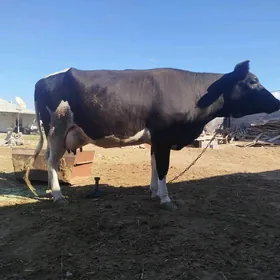 Satlyk Sygyr göleli