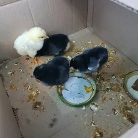 Dominant jüýjeli towuk