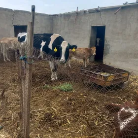 gole.okuzce goleli sygyr