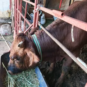 öküz bakymda duran