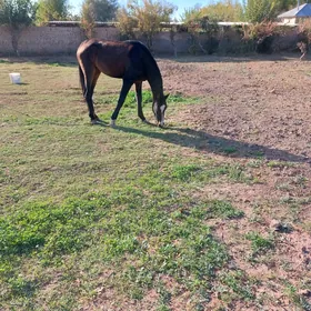 atda mesele yok minis bilya