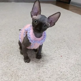 Канадский сфинкс