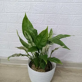 ЖЕНСКОЕ СЧАСТЬЕ