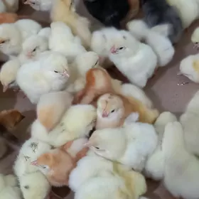 Jüje Loman sedi Цепленок Ломан