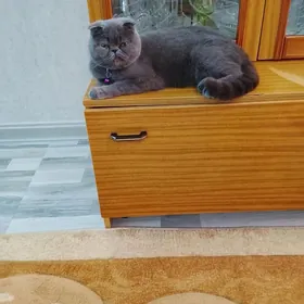 Шотландский котенок