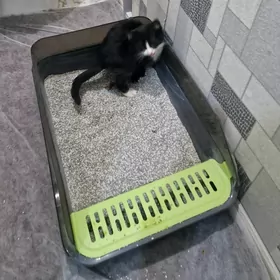 котята месяц