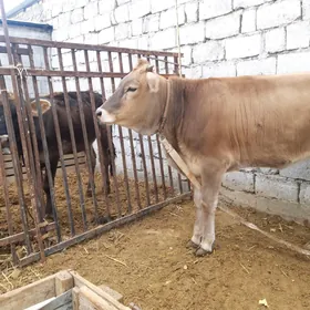 тохум тувелер