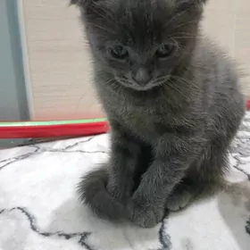 Котенок Тоби 2,5 месяца