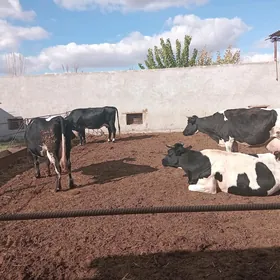 саглык сыгырлар