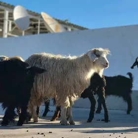 teke kelek. geci. owlak