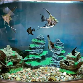 Akwarium Аквариум