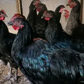 jersi gigant özbek șazada jüje