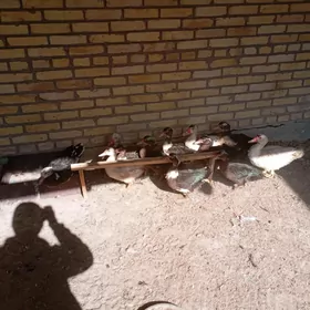 сессиз ордеклер ( мускус)