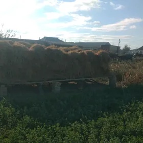 Mala hasal ot satlyk