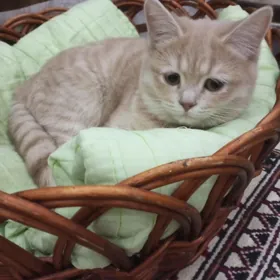 кошка породистая