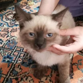 Сиамская кошечка девочка