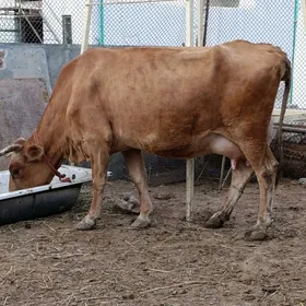 Sütlek tohum goleli sygyr