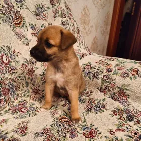 Щенок девочка в добрые руки