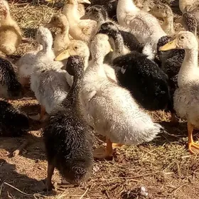 ördek jüýje ýaşylbaş