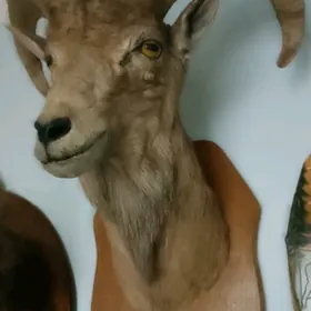 Для любителей.