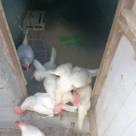 towuk guzlaýjy ak towuk