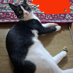 Отдадим котенка