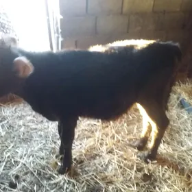 GÕLE IMDE DURAN SUYTDEN