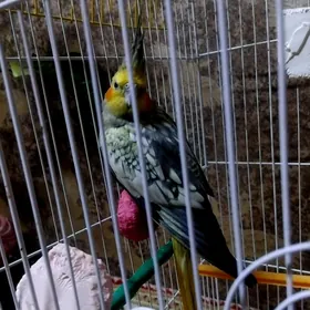 попугай popugay