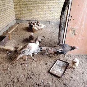 эркэк индюклар 5 айлык