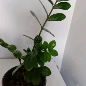 Замиаулькус