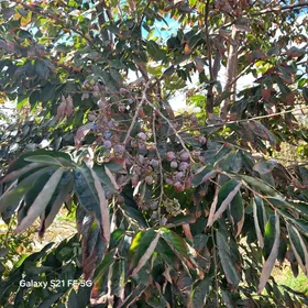 CILAN TOHUMY YABANY HURMA