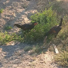 байсог жужелер