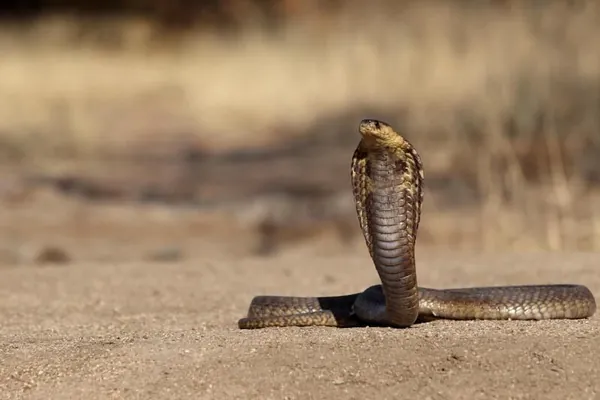 Противоядие от 17 видов змей проверили на мышах