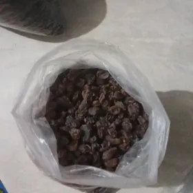 taskent horazlar ucyn kismis