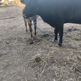 саглык сыгыр