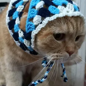шапочка-косынка для кошек
