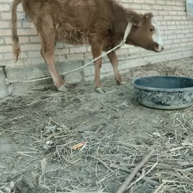 унажын окизче