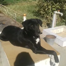 отдам в добрые руки лабрадора