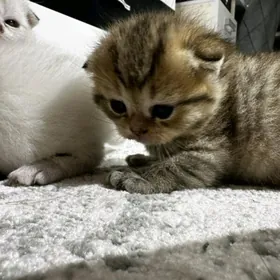 британские котята