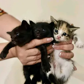 отдам в хорошие руки котят